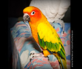 Sun Conure at the Rocky Mountain Bird Expo