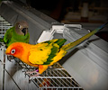 Sun Conure at the Rocky Mountain Bird Expo