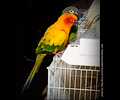 Sun Conure at the Rocky Mountain Bird Expo