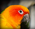 Sun Conure at the Rocky Mountain Bird Expo