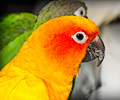 Sun Conure at the Rocky Mountain Bird Expo