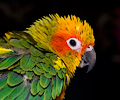 Sun Conure at the Rocky Mountain Bird Expo