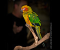 Sun Conure at the Rocky Mountain Bird Expo