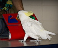 Top Hogs perfoming at the Rocky Mountain Bird Expo