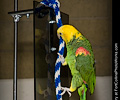 Top Hogs perfoming at the Rocky Mountain Bird Expo