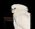 Umbrella Cockatoo at the Rocky Mountain Bird Expo