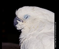 Umbrella Cockatoo at the Rocky Mountain Bird Expo