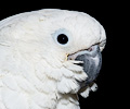 Umbrella Cockatoo at the Rocky Mountain Bird Expo