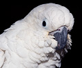 Umbrella Cockatoo at the Rocky Mountain Bird Expo