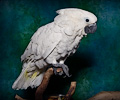 Umbrella Cockatoo at the Rocky Mountain Bird Expo