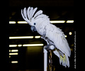 Umbrella Cockatoo at the Rocky Mountain Bird Expo