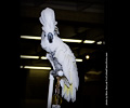 Umbrella Cockatoo at the Rocky Mountain Bird Expo