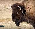 CSU bison shoot