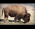 CSU bison shoot