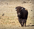 CSU bison shoot