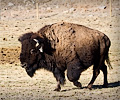 CSU bison shoot