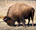 CSU bison shoot