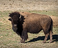 CSU bison shoot