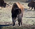 CSU bison shoot