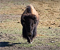 CSU bison shoot