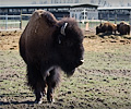 CSU bison shoot