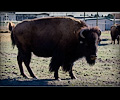 CSU bison shoot