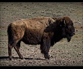 CSU bison shoot
