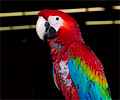 Ruby Macaw