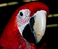 Ruby Macaw