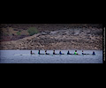 Horsetooth Ache rowing race 8-man boat