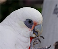 Bare-eyed Cockatoo