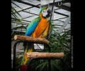 Catalina Macaw