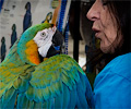 Catalina Macaw