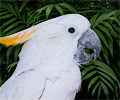 Citron-crested Cockatoo