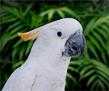 Citron-crested Cockatoo