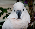 Greater Sulphur-crested Cockatoo