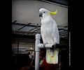 Greater Sulphur-crested Cockatoo