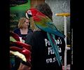 Green-winged Macaw