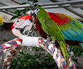 Green-winged Macaw