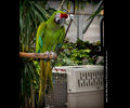 Military Macaw