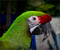 Military Macaw