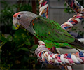 Orange-winged Amazon Parrot