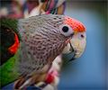 Orange-winged Amazon Parrot