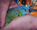 Pacific Parrotlet