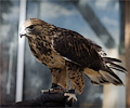 Rough-legged Hawk