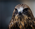 Rough-legged Hawk