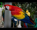 Scarlet Macaw