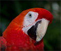 Scarlet Macaw