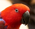 Eclectus Female