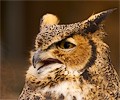 Great Horned Owl